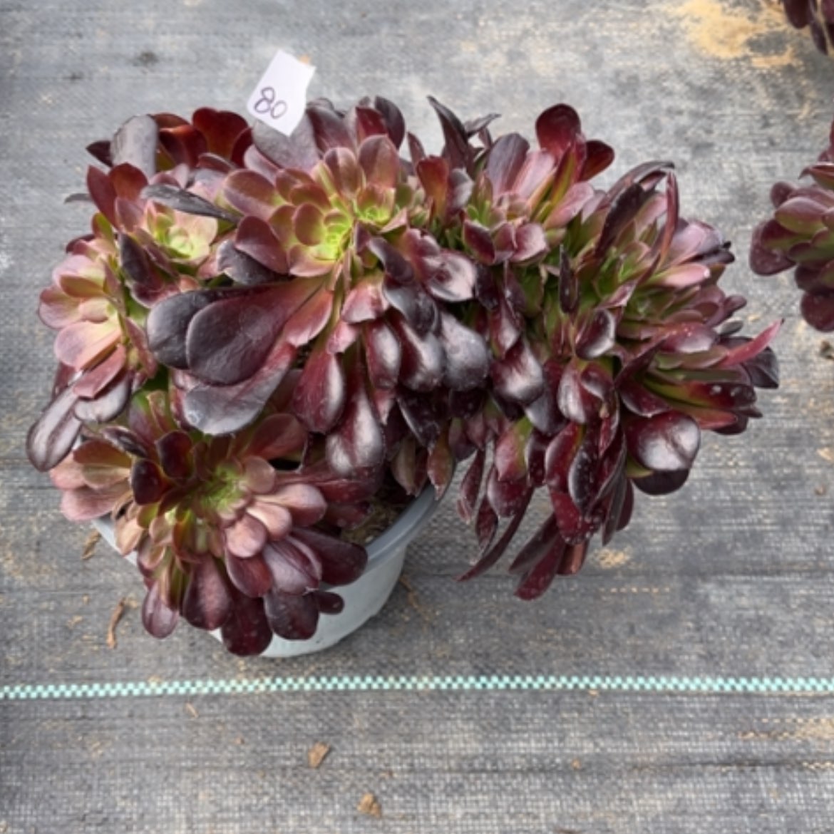 【闪购商品】80欧紫缀多肉法师