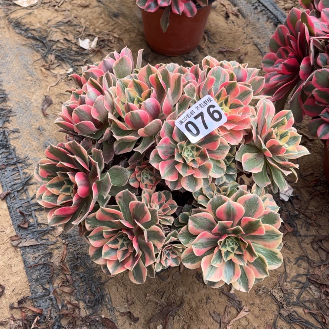 瑕疵粉女妖076不包断枝