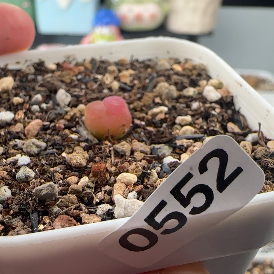 金****0552/紫皮拉登/疤特/