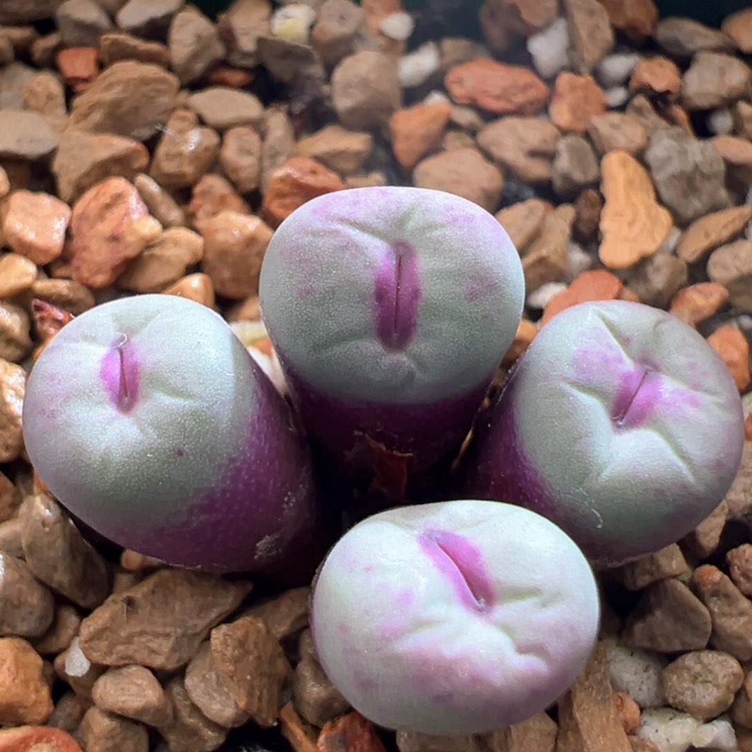 364。SSG0089小红嘴。小干疤福利 带盆土