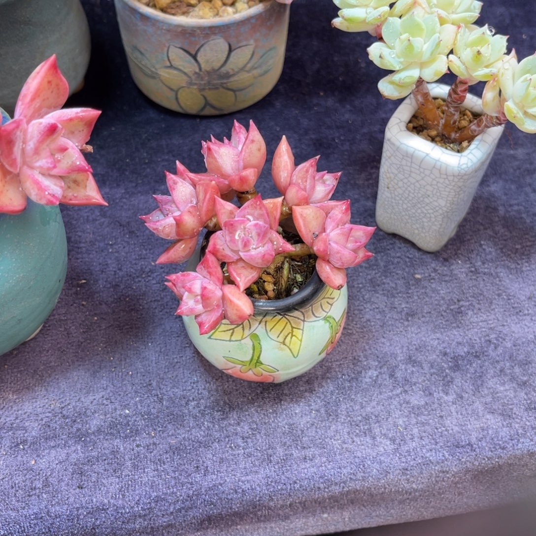 秋****冷月 六公分  带盆