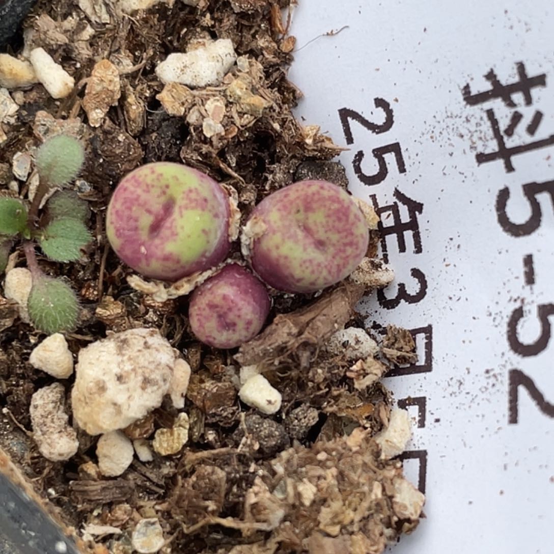 5-52嘴多肉植物肉锥