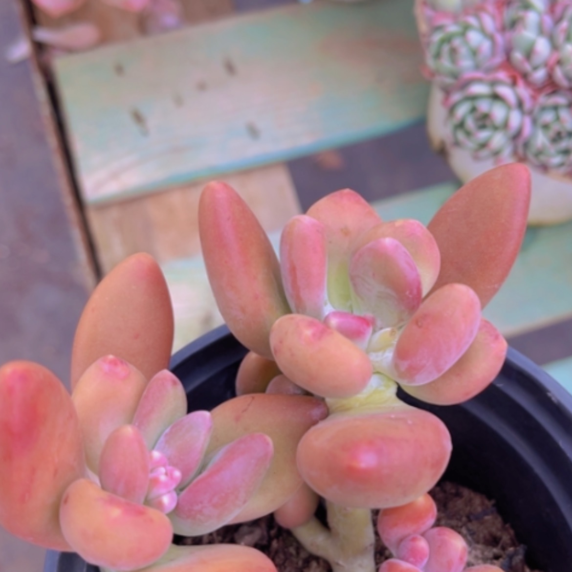 【闪购商品】芒果奶0962