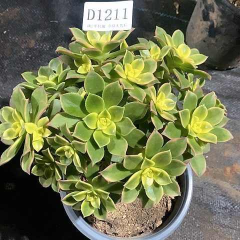1211艳日辉多肉发货叶片有黑斑