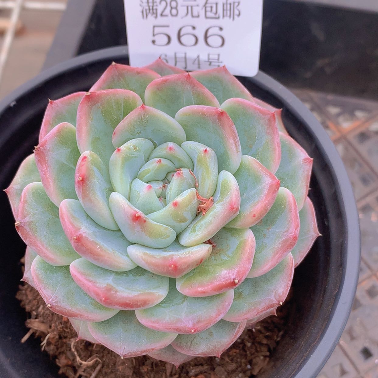 【闪购商品】云566号