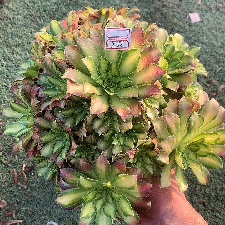 938韶华多肉植物