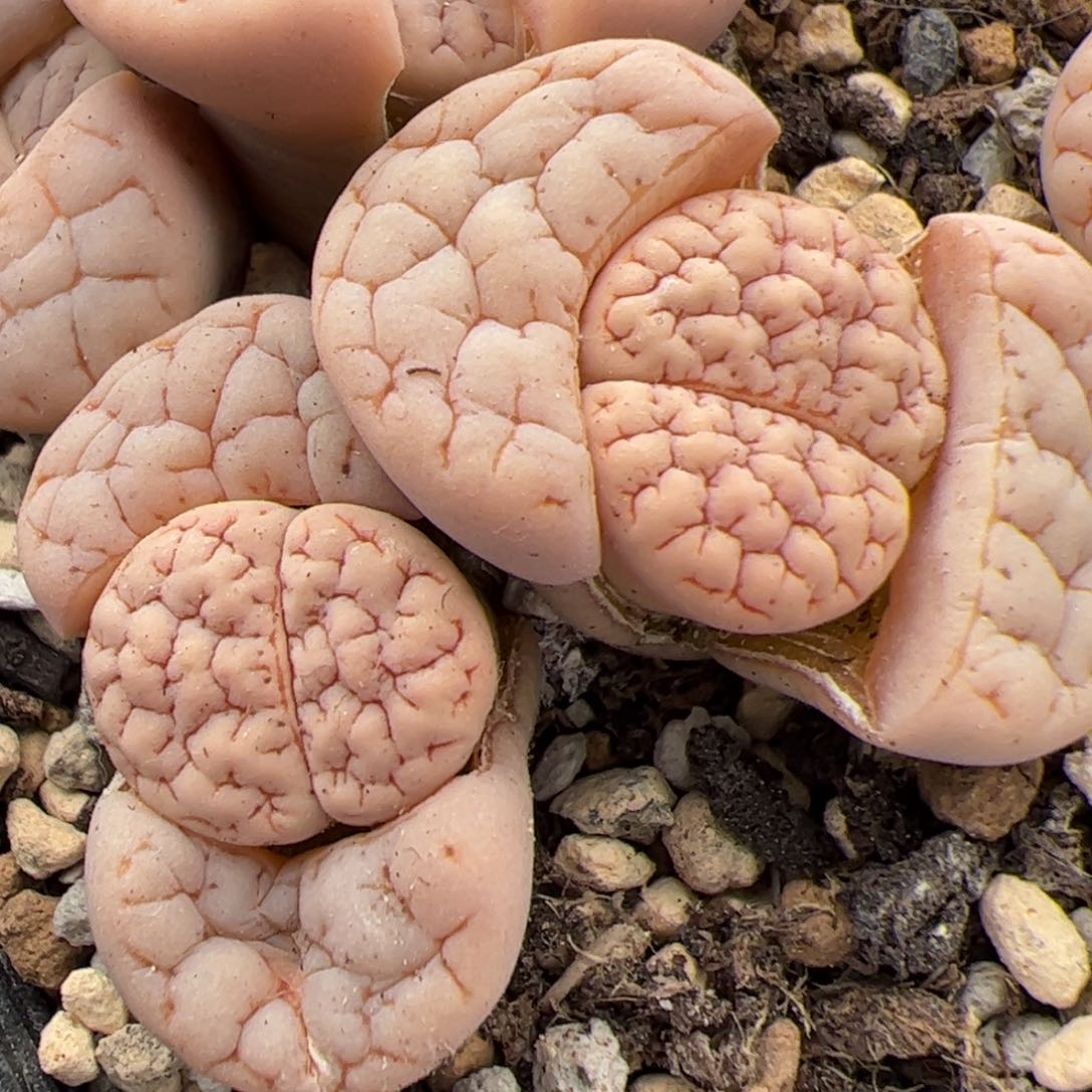 0692号 189 多肉植物