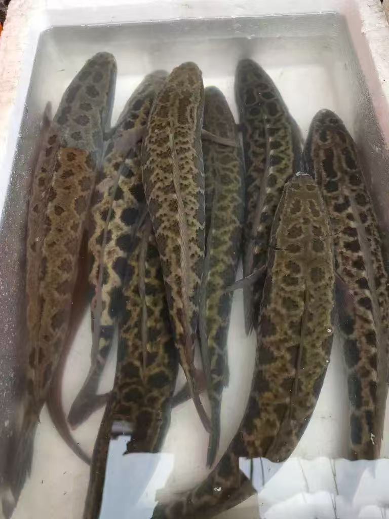 改价拍 野生 黑鱼，财鱼，乌鱼鲜活到家  现称现卖  