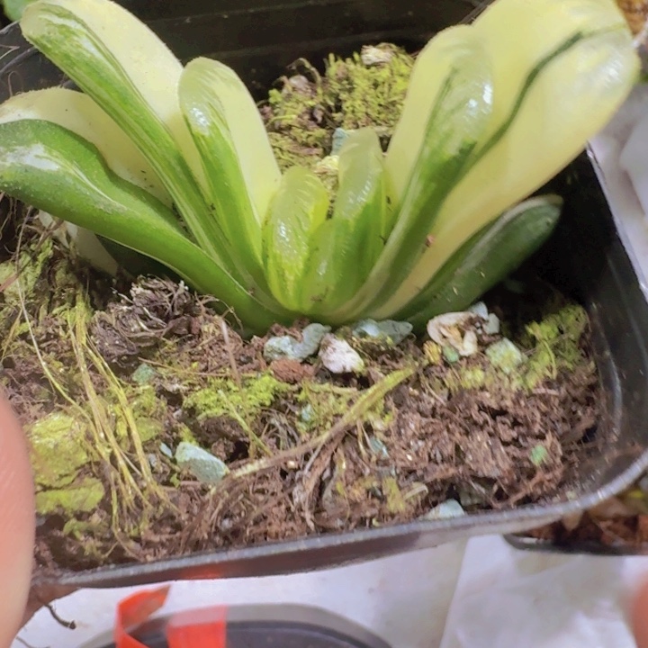 玉扇锦一颗福利福利