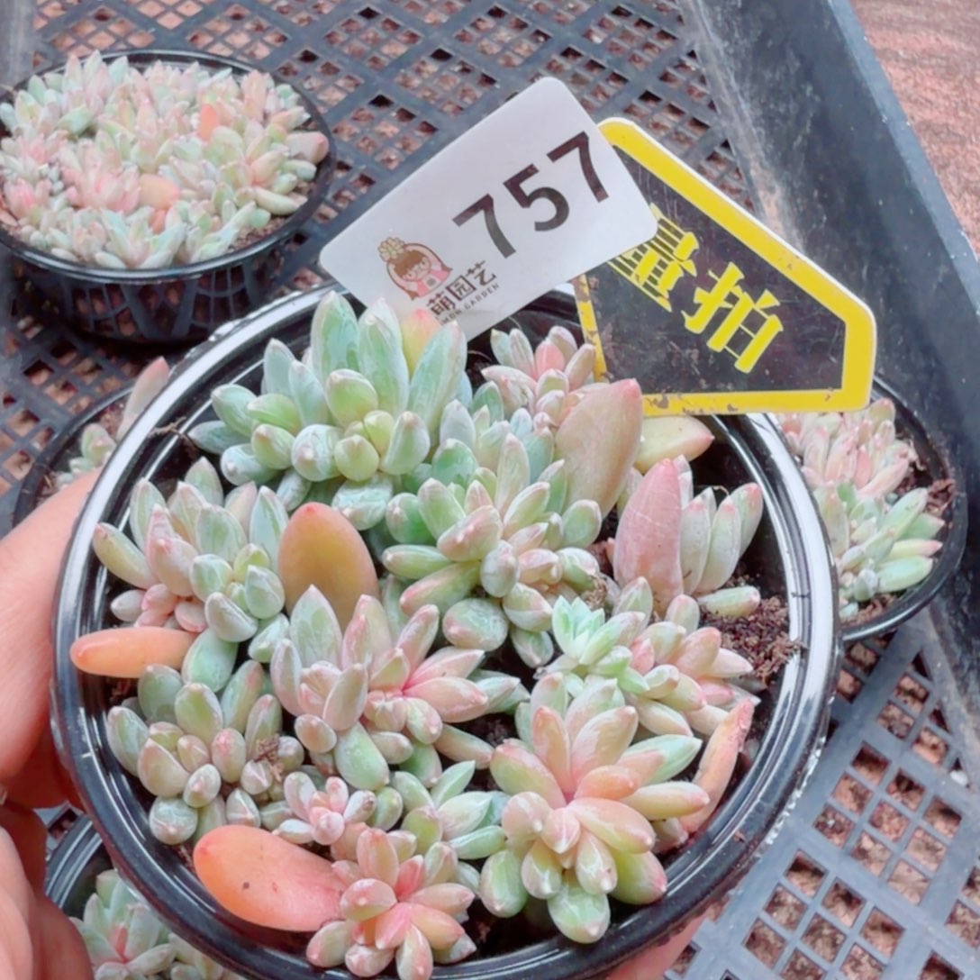 多肉植物多肉植物