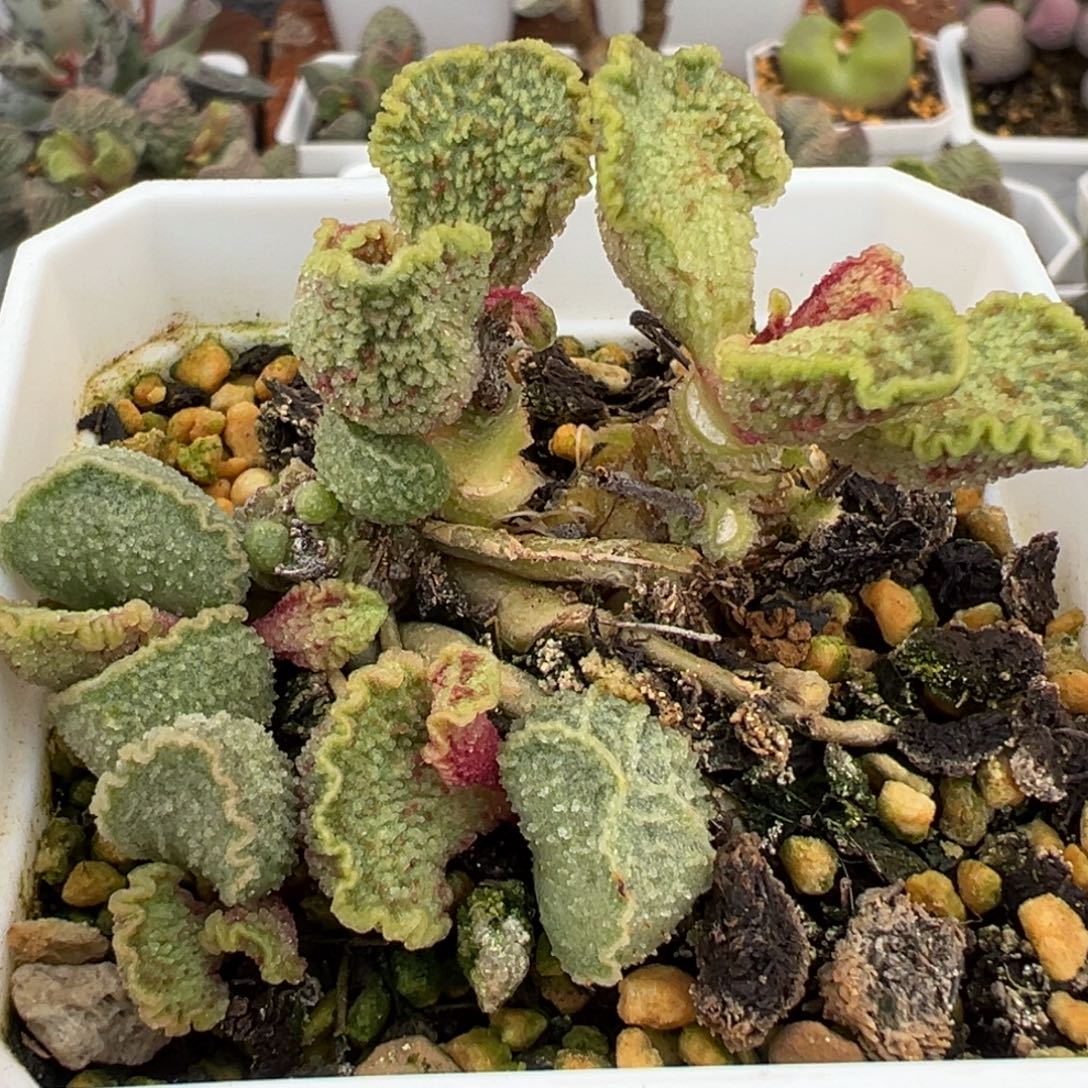 福利款实生新品老桩多肉植物