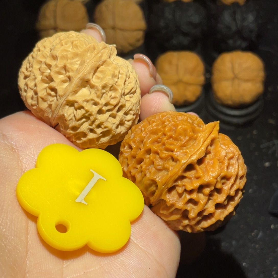 珊瑚元宝42尺寸核桃