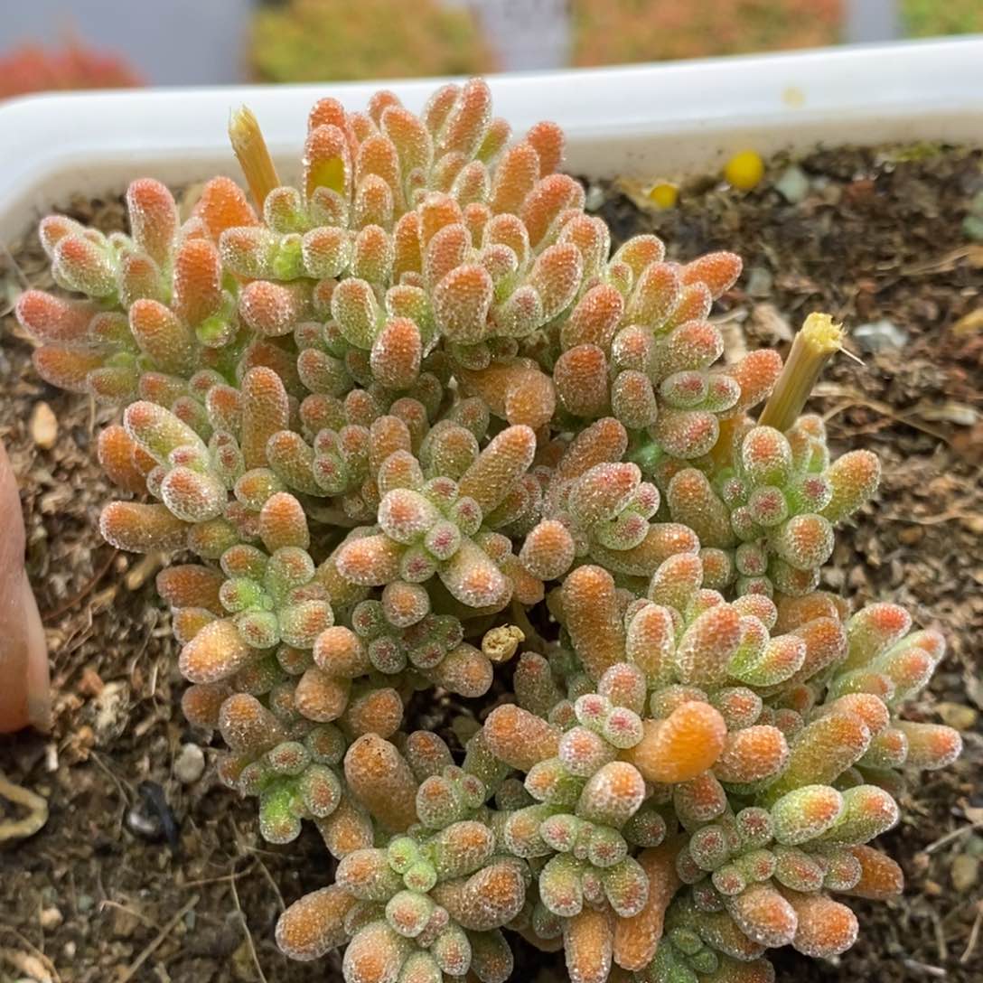 冰晶杂枝干番杏A342