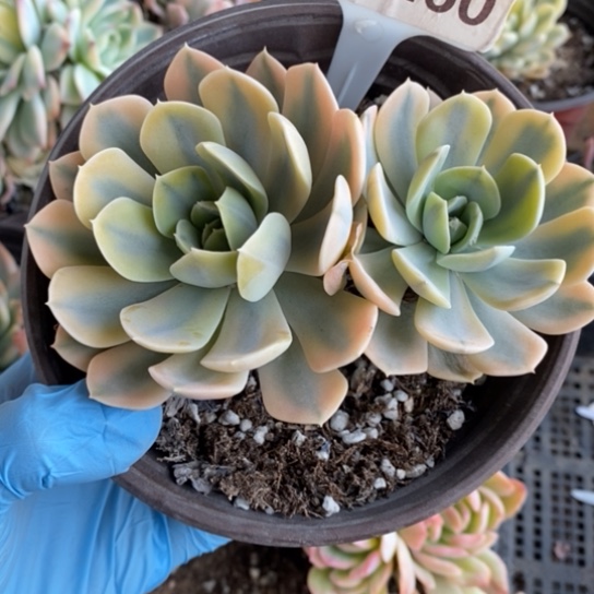 260一一一一一一一