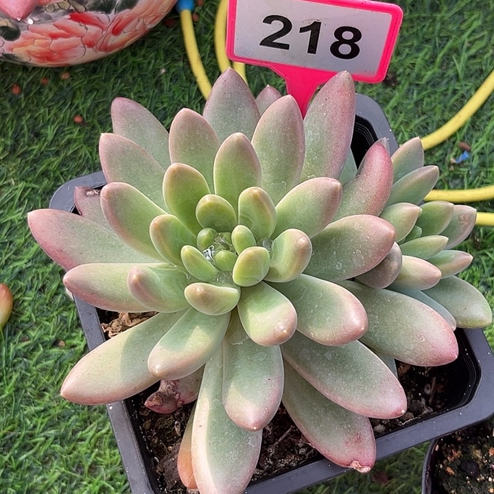 橙色奇迹一物一拍218