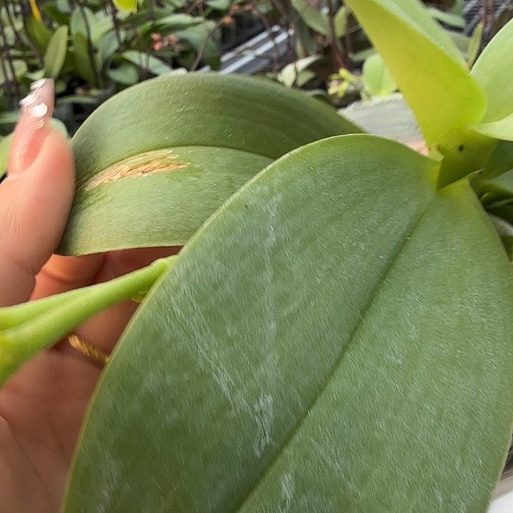 鱼***飘大部分开放少量花苞04