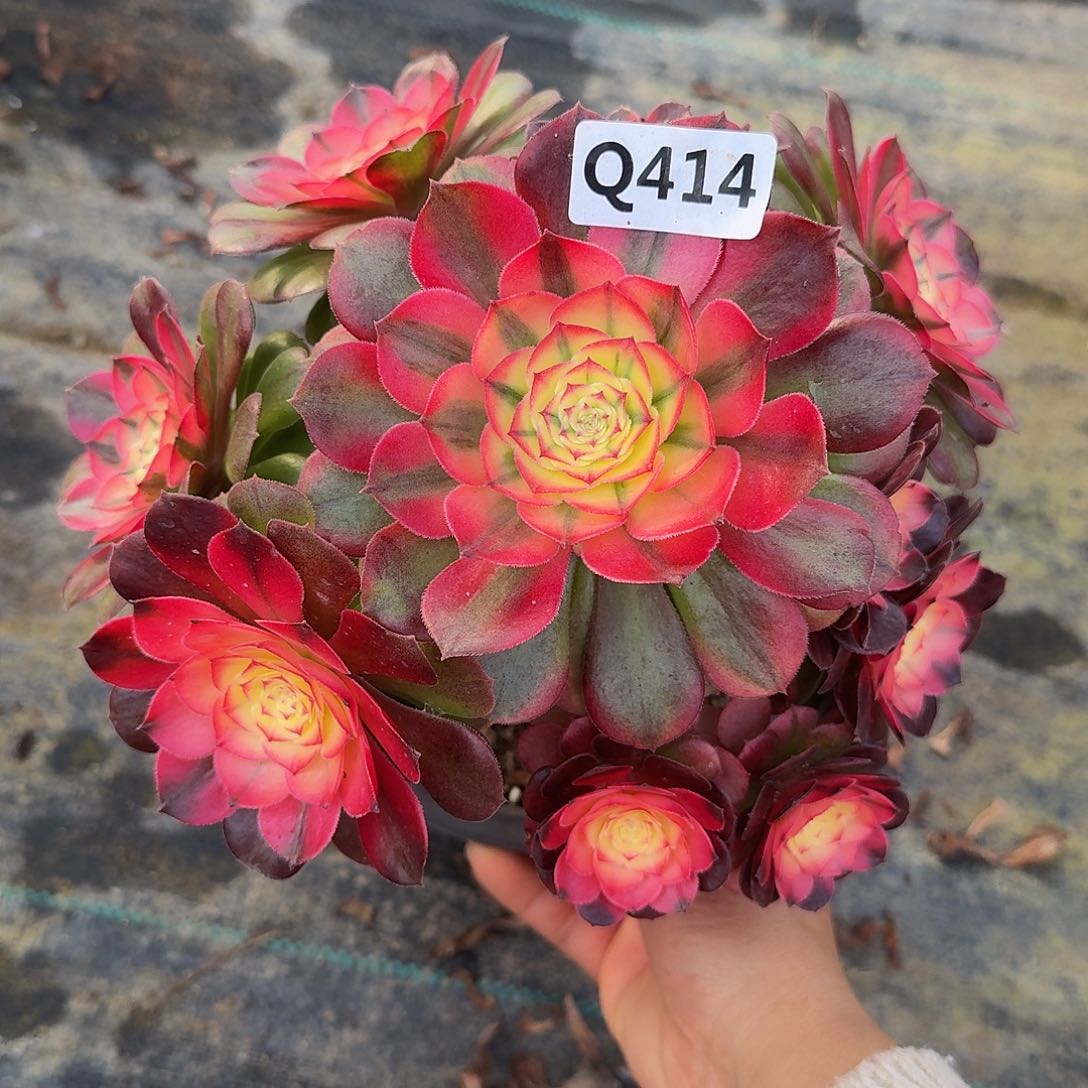 414荔枝44冠服22左右小颗的