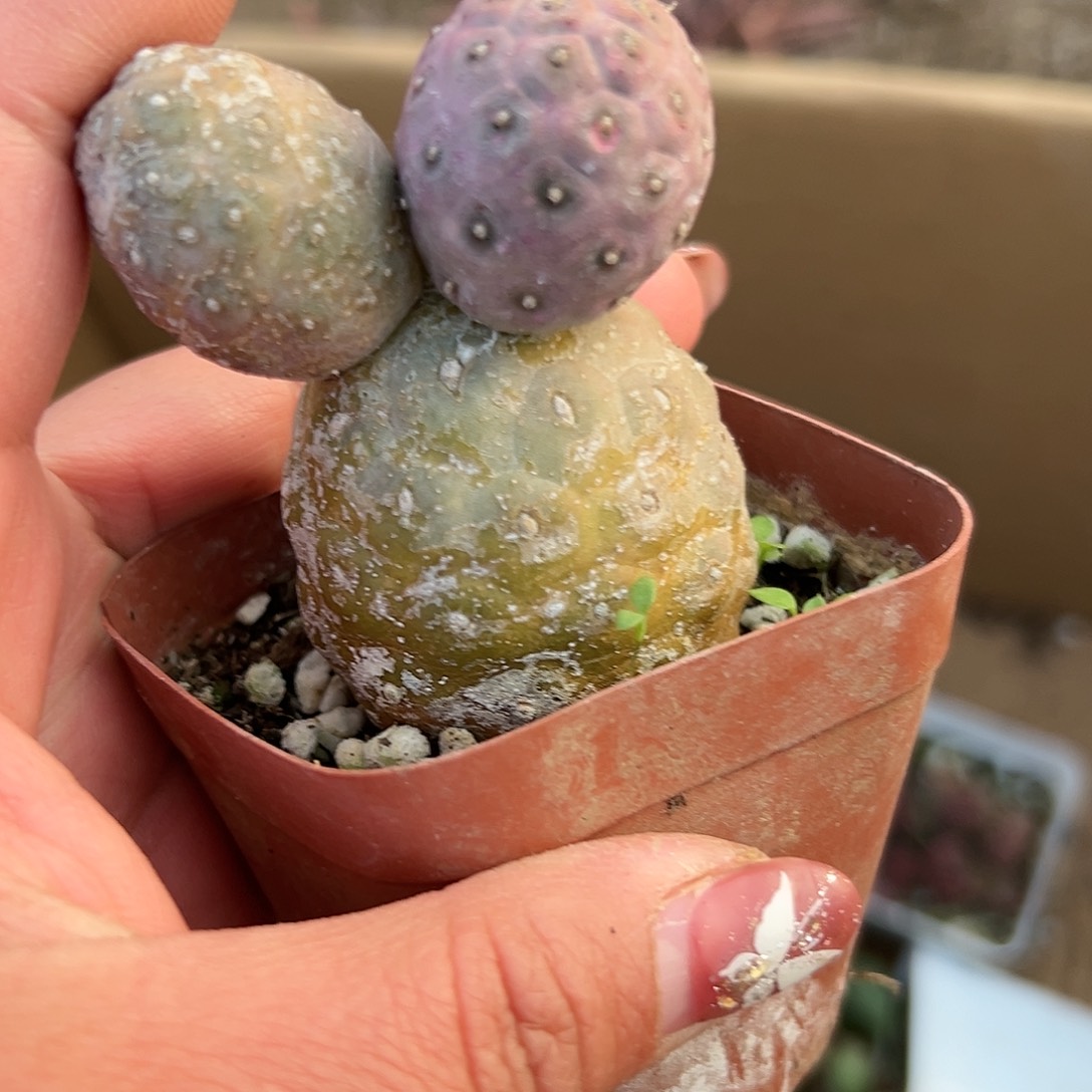 多肉植物米奇习志野