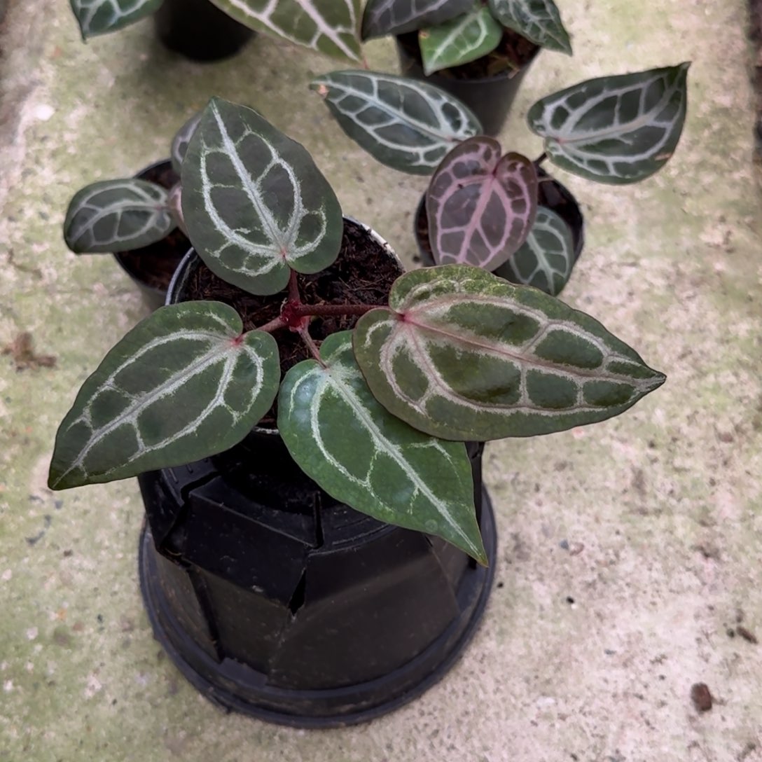 无花朵米歇尔紫水晶