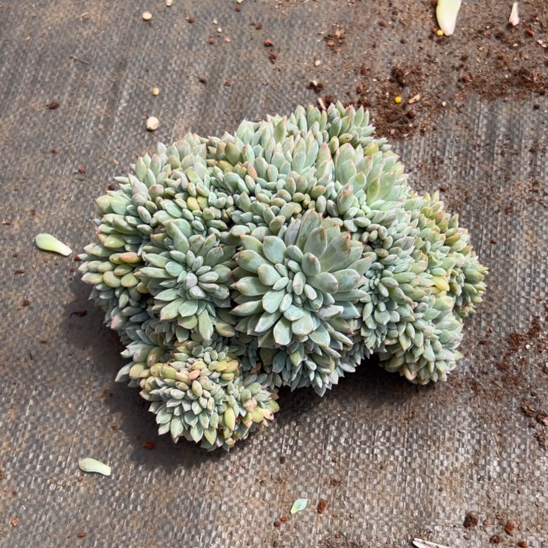 朵**呀11111111111111111