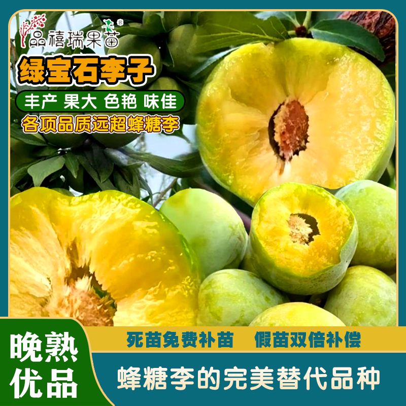 绿宝石脆李苗/表现突出的晚熟脆李新品种/口感清甜爽口脆嫩多汁