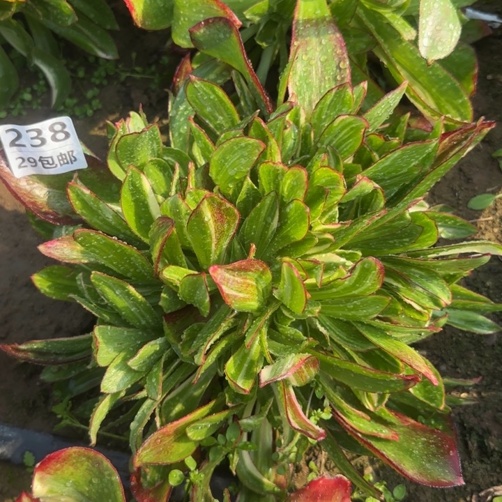 魅影七彩……多肉植物……