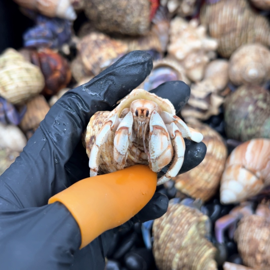 断腿磨尖异色紫陆2.5口