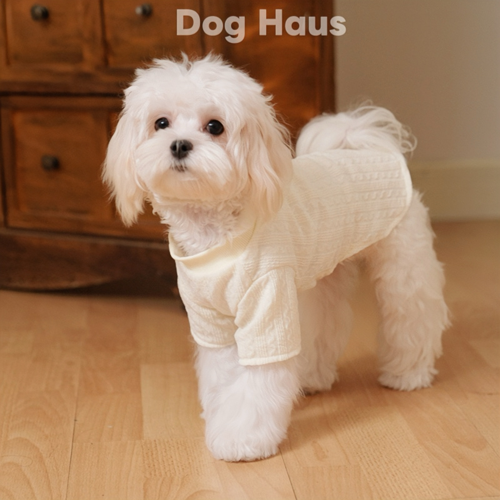 Dog Haus2025新款麻花针织杏色圆领套头宠物打底衫保暖透气小型犬