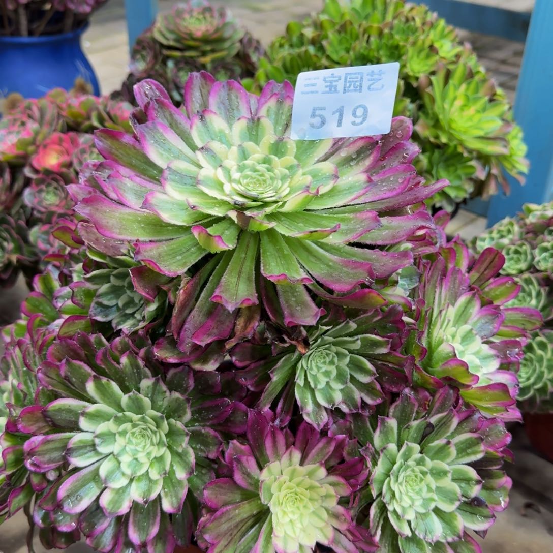 匆*多肉植物519水木年华