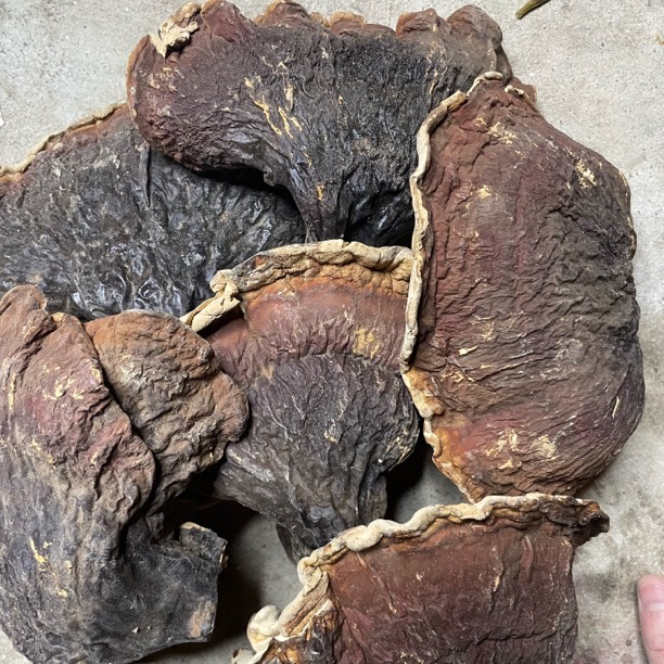山货、松杉、白肉、灵枝