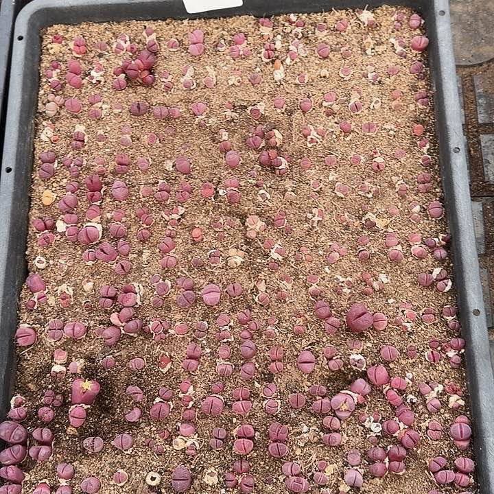 生石花11111。     293