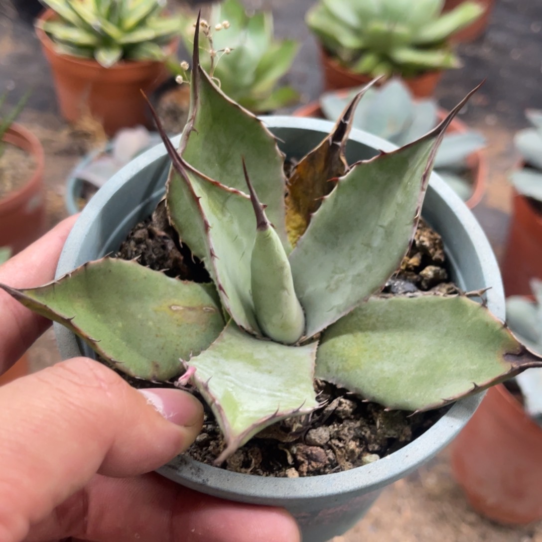 华楚卡虚空藏龙舌兰