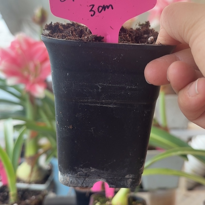 无花朵紫薇朱顶红直径3cm