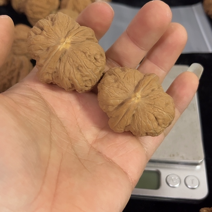 把件文玩核桃边37肚42左右微瑕元宝练手，编号0008