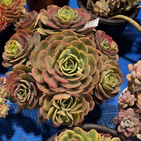 ?***?白雪公主80133多肉