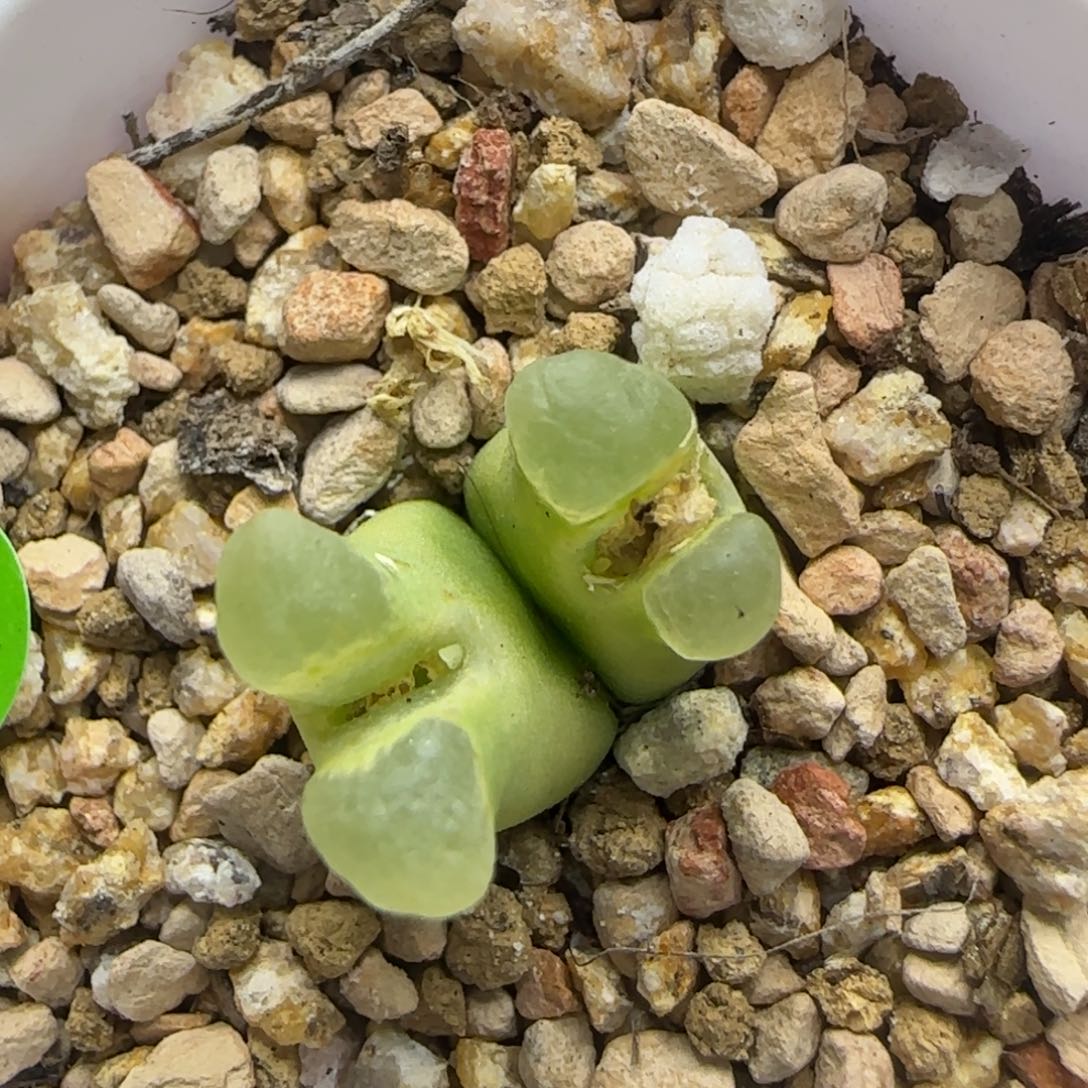 超级奶瓶多肉植物842