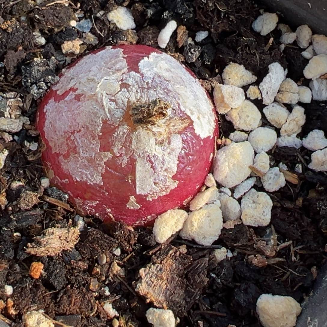 多肉植物111111111111111