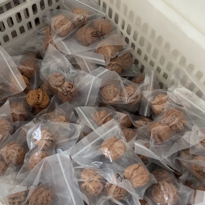 吊坠文玩核桃白狮子瑕疵