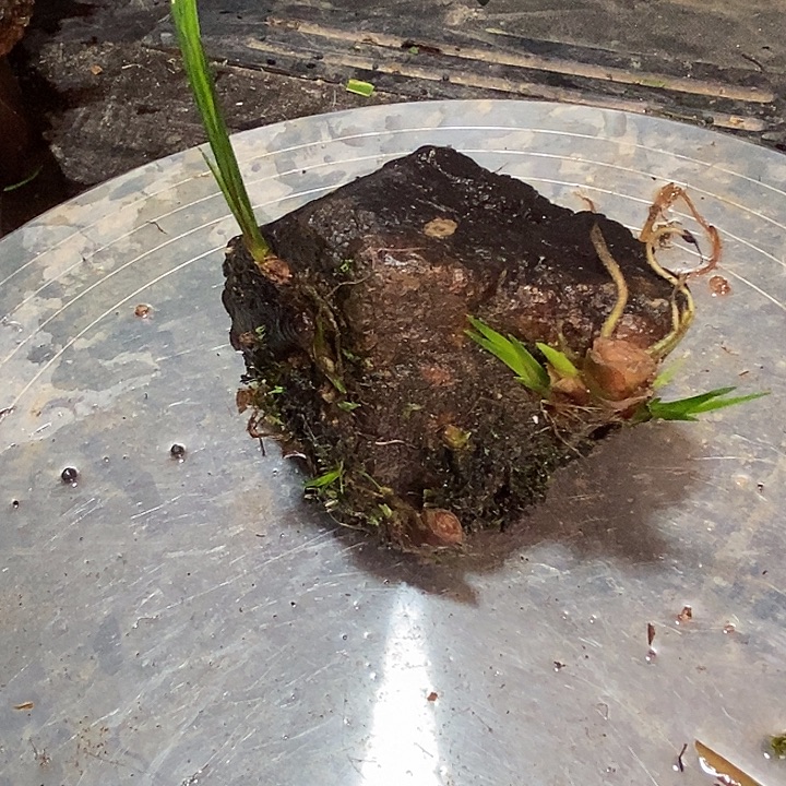 研***宝无花朵石菖蒲这就是所谓