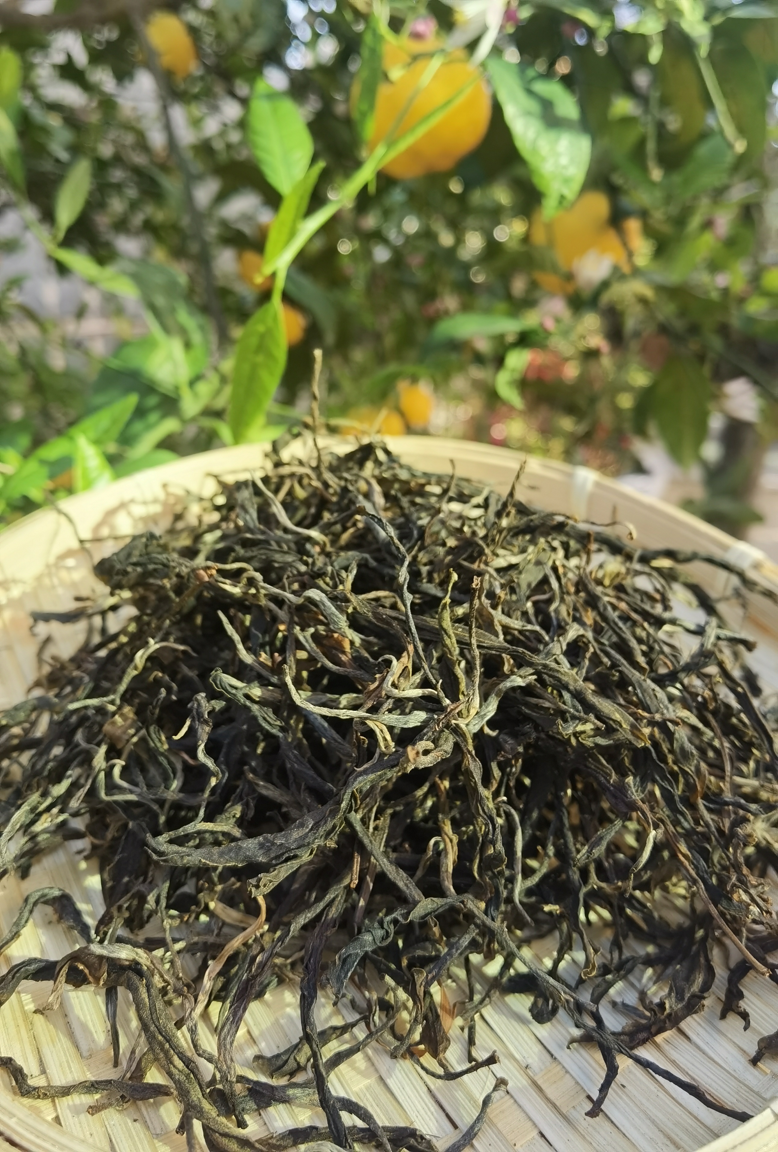 2023年忙肺古树生茶  150克装