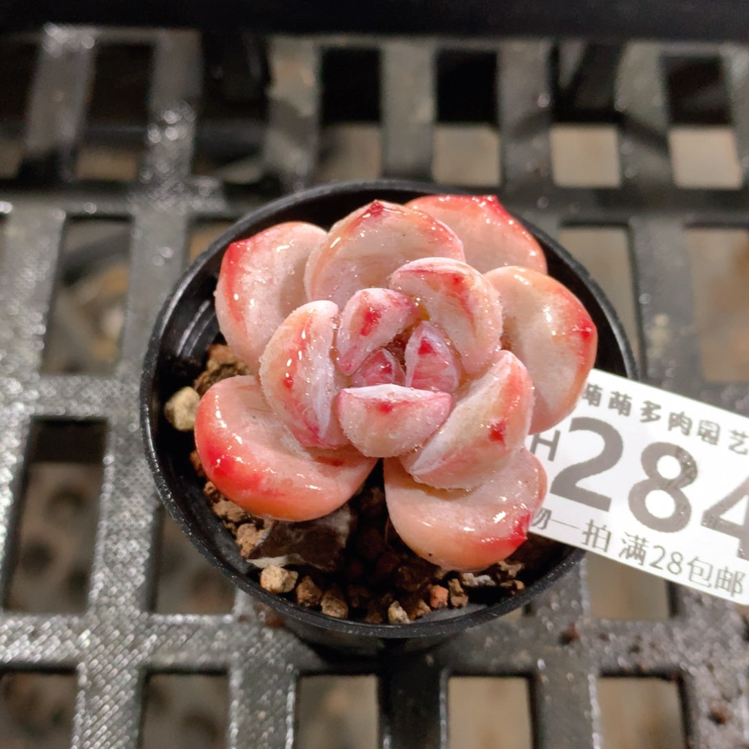 肉萌萌拇指盆精控多肉ZH284