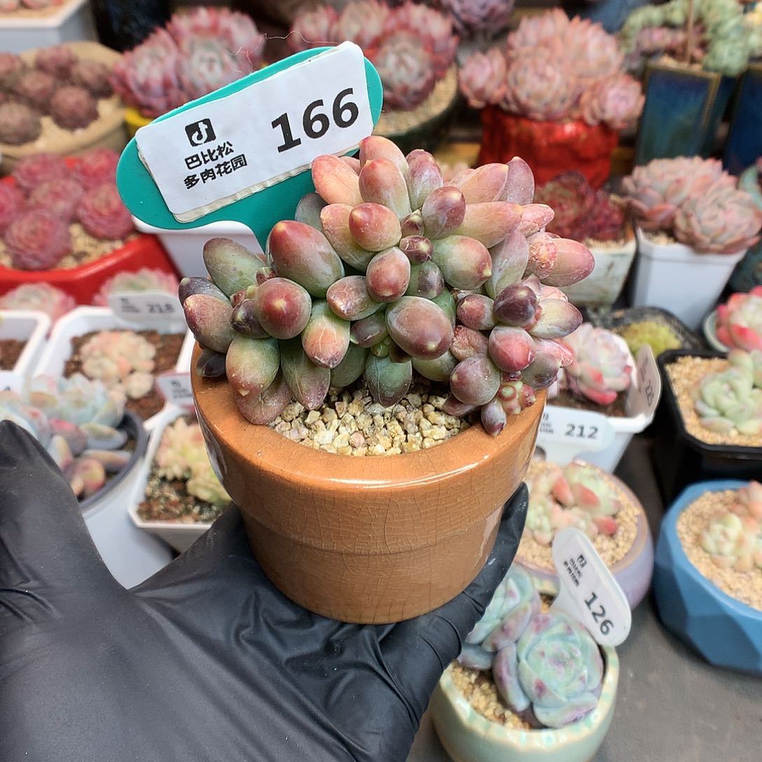 166 千代田之松缀多肉