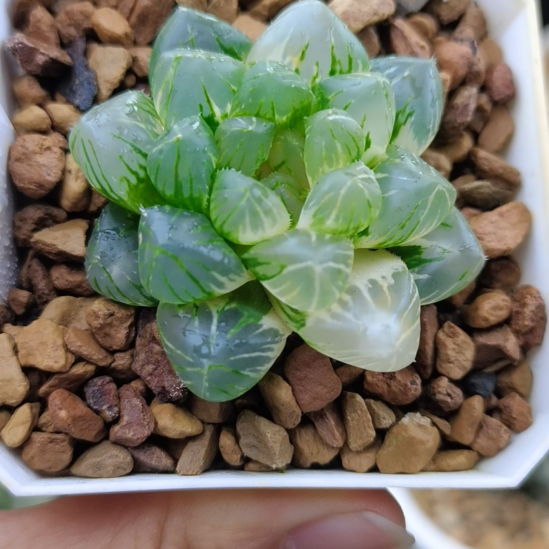 202号OM玉露锦一物一拍带盆土发货