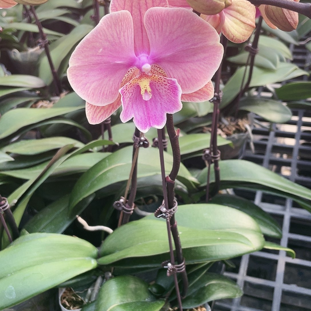 鲨***宝。。。。。。。。。。。。。。。0