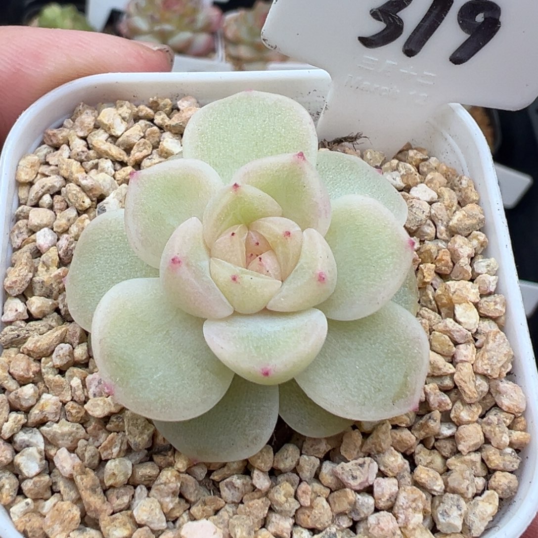 319号粉财富 晗雨