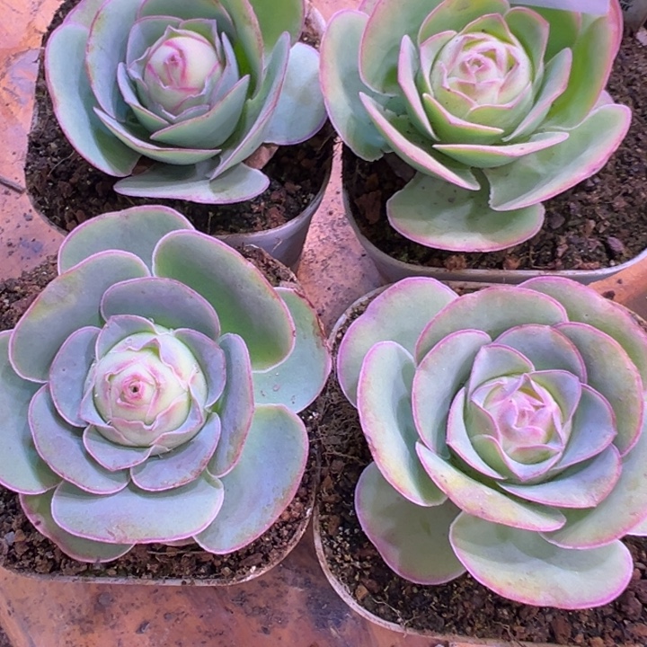 苗苗山地玫瑰多肉小包子4颗126