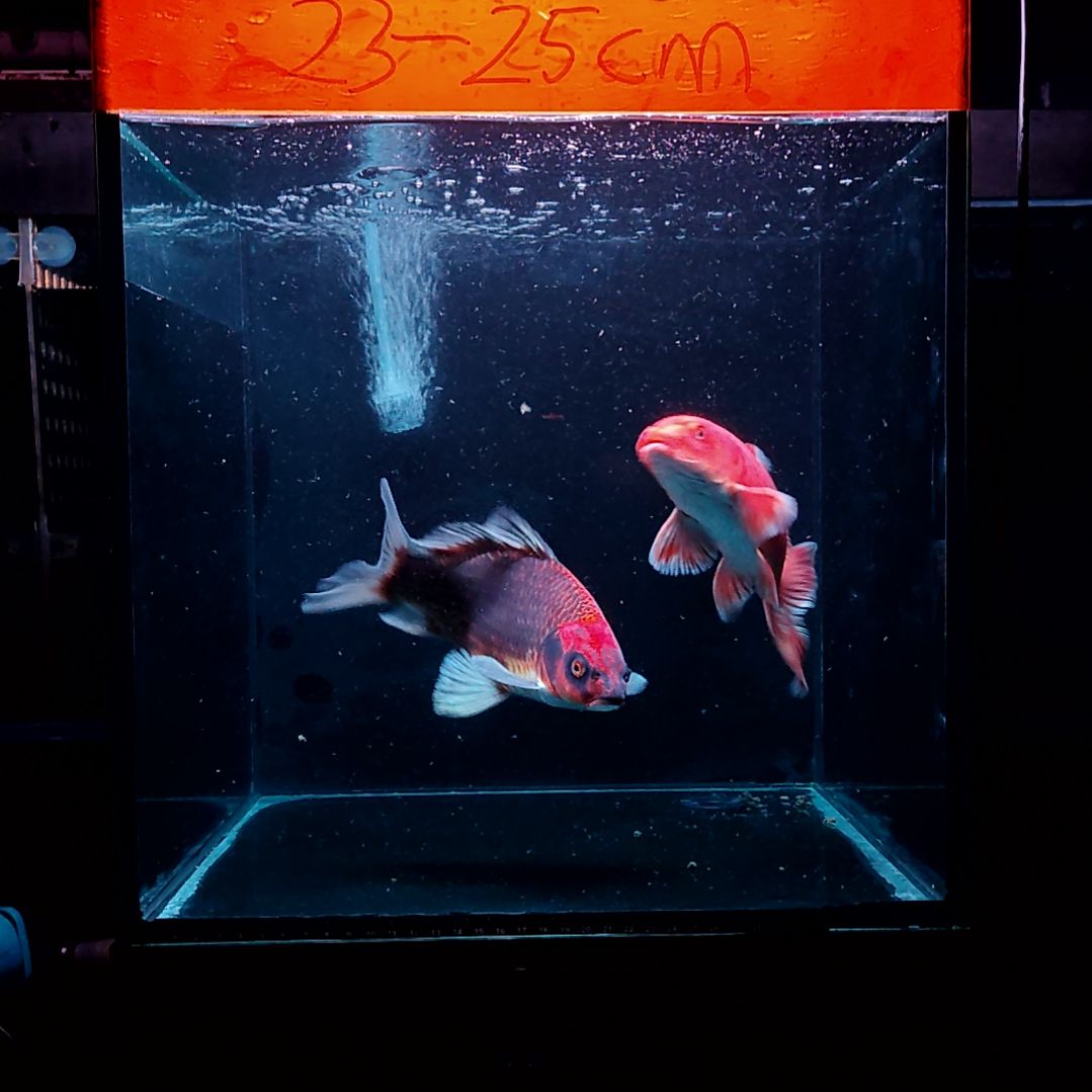 蝴蝶鲤鱼红色蝴蝶鲤，灰鳍红猫蝴蝶鲤