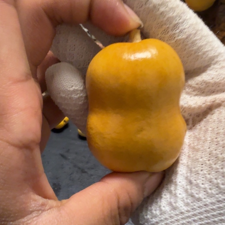 ᥫ***u76……………………………………