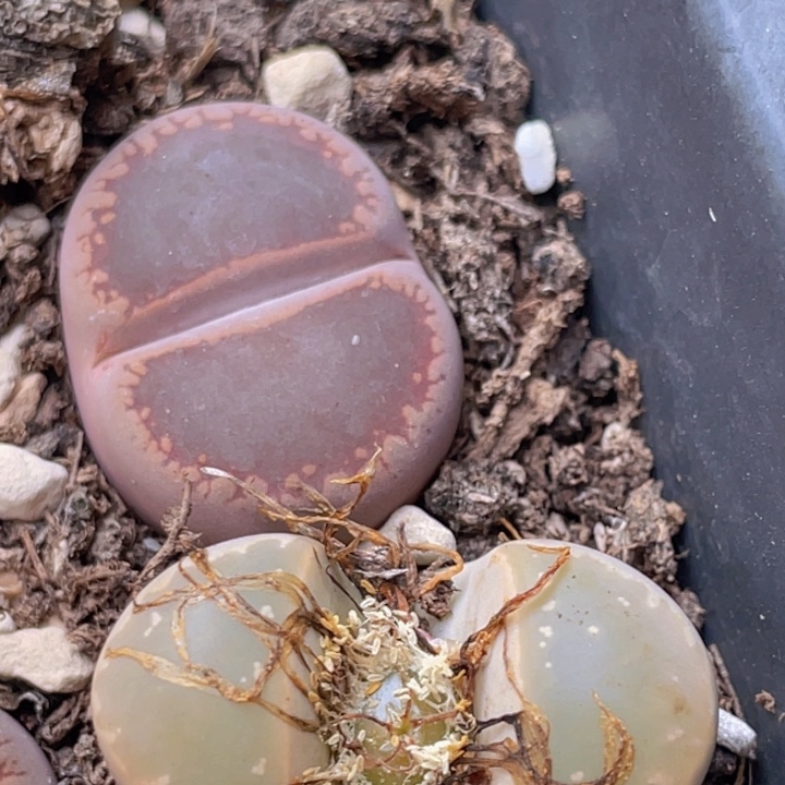 5898098098088880880880888