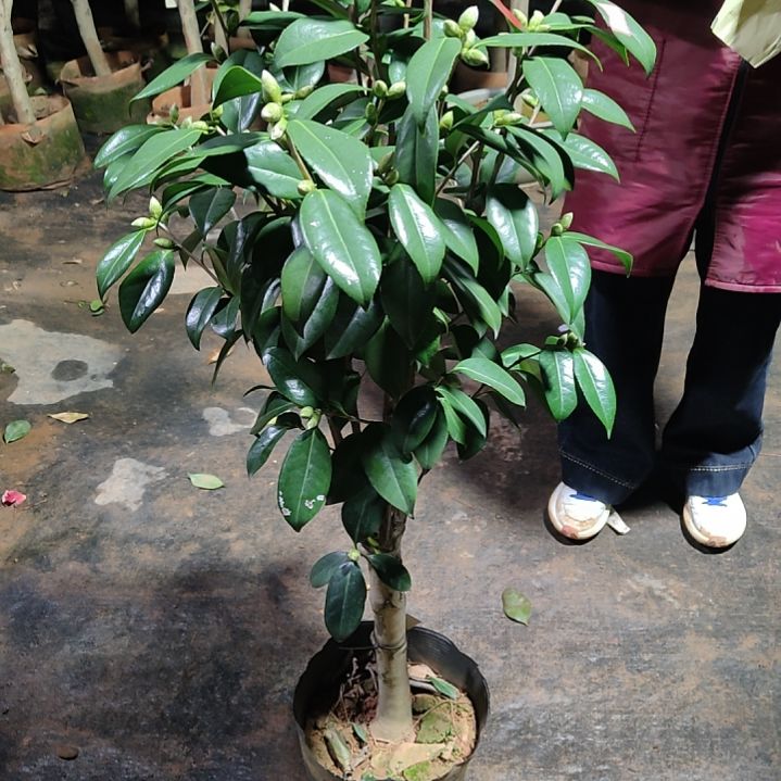 全部花苞哈利特比斯比不包邮